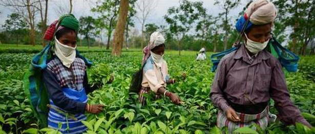 Tea industry struggles amid rains, lockdown, and buyers turning to Kenya