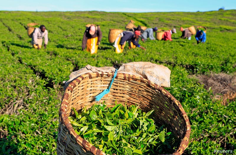 Smallholder tea farmers return to KTDA due to better pay and services