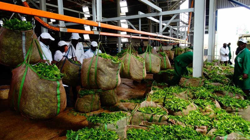Tea production hits record high of 1.4 billion kilos