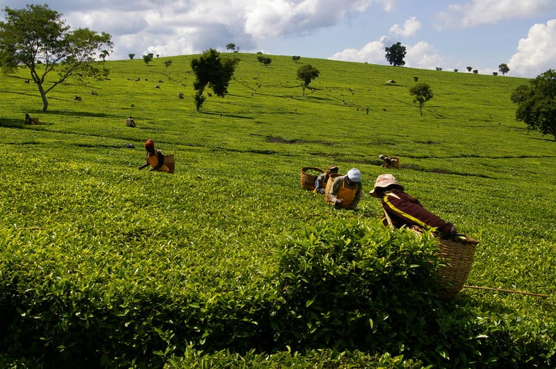 Tea Farmers Want New Regulations Subjected To Public Participation