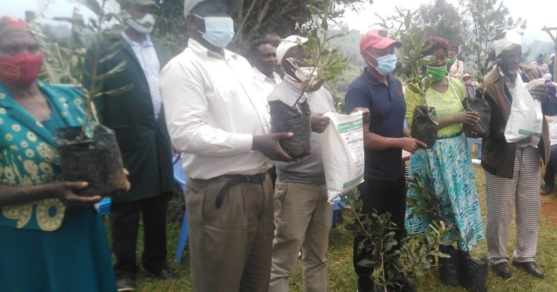 Coffee And Tea Farmers Opt For Lucrative Macadamia