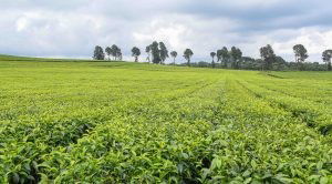 Kenya turns to Japanese green tea to boost earnings