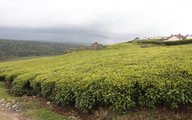 We are here for long haul, asserts Unilever Tea Kenya