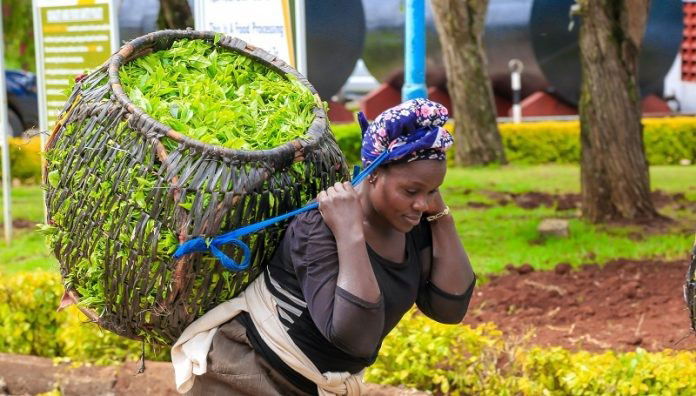 Tea farmers to get lower bonuses