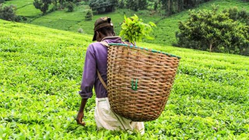 Farmers, KTDA differ on proposed tea regulations