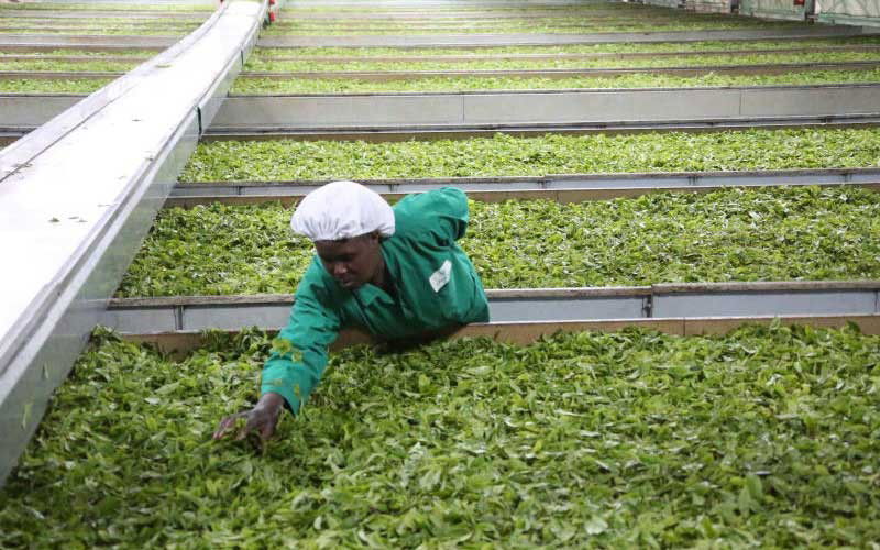 No party for tea farmers for third year