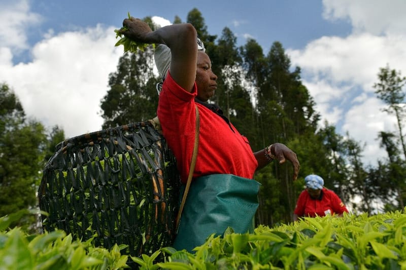 Farmers threaten to boycott tea picking