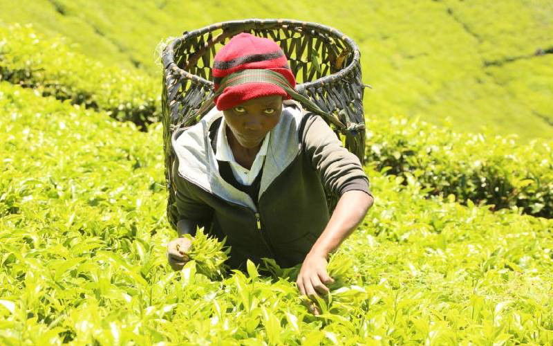 KTDA loosens factories grip amid reforms push