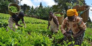 How bad tea politics brew bitter taste for smallholder farmers
