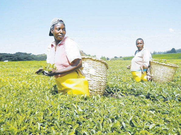 Start of tea auction in Dar a boon for Tanzanian farmers