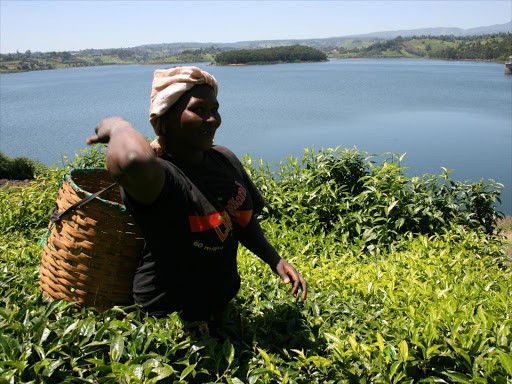 Tea reforms war leaves farmers in limbo