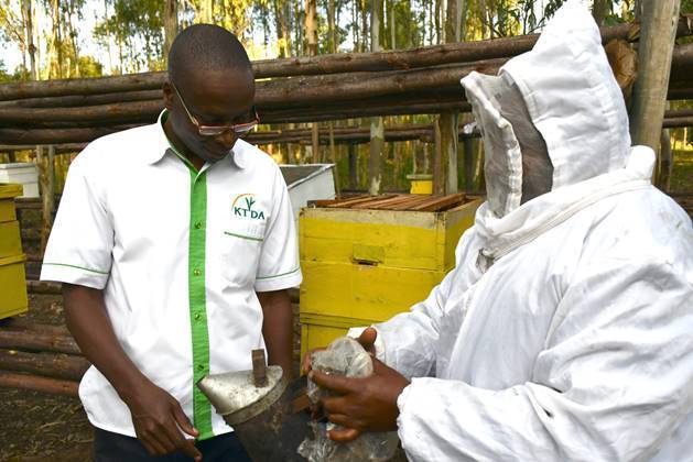 Tea Factories In Meru Embark On Beekeeping For Business Sustainability