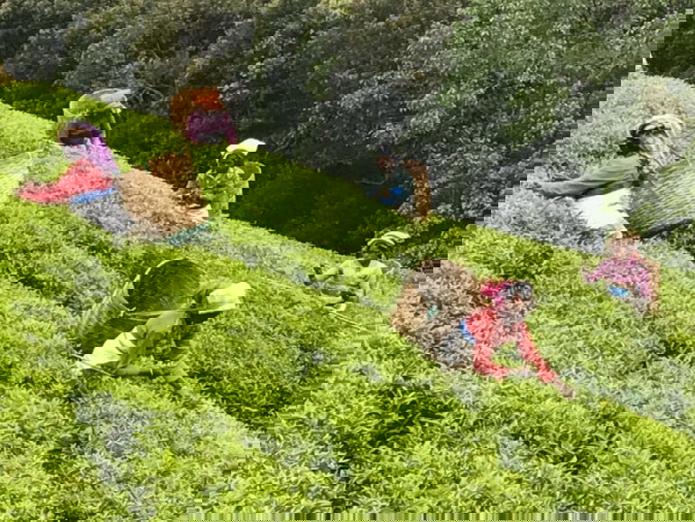 Smallholder tea farmers produce record 373 million kgs in last four months - KTDA