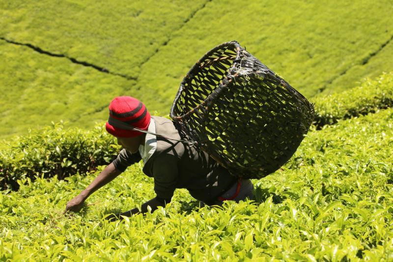 Farmers want to pick rep in tea board