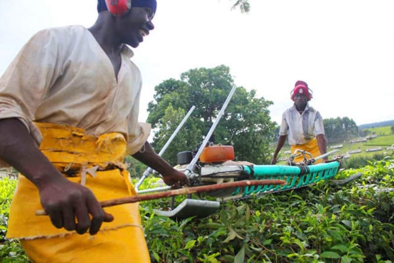 Rwanda Should Mechanise Tea Harvesting, Cut Production Costs