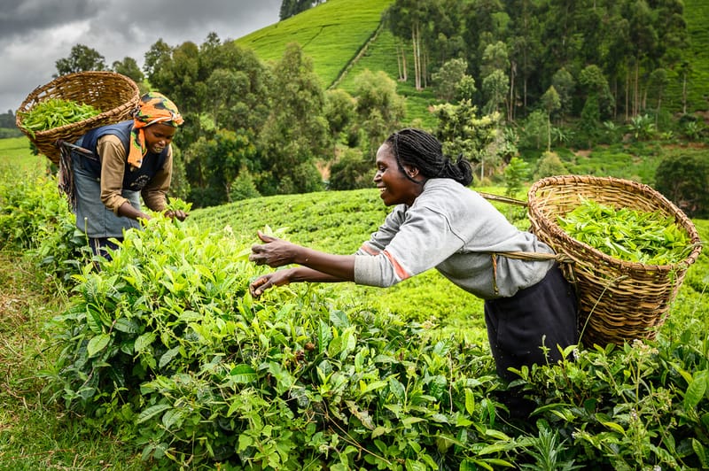 Tea Farmers Want KTDA Directors Prosecuted For Lost Funds