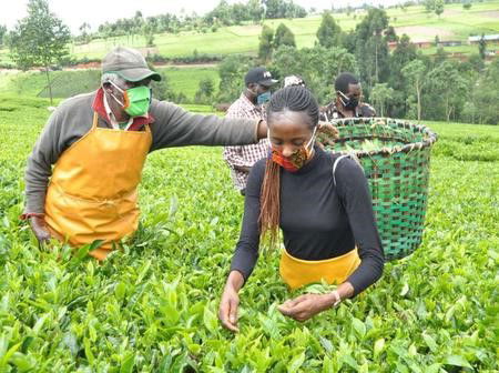 Tea growers to wait longer for KTDA fertiliser
