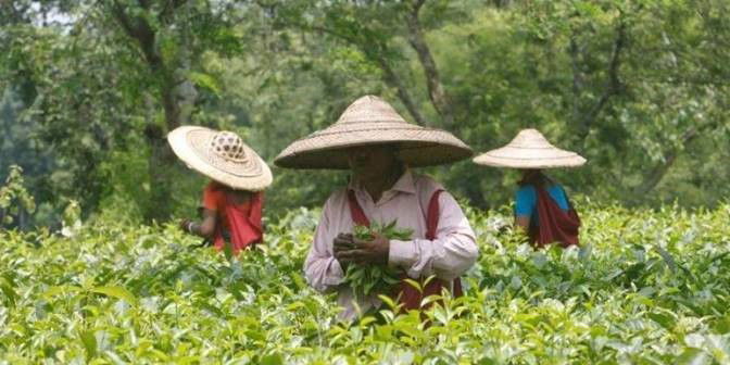 Kenya taking over global markets, Indian tea producers look inward for price recovery