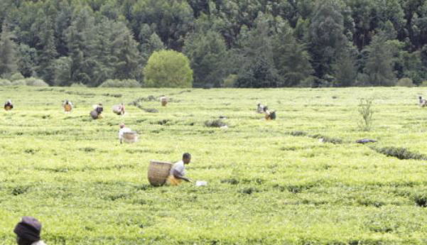 Court ruling puts tea pickers' jobs at risk