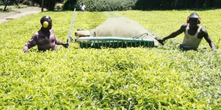 Tea pickers lose battle to machines