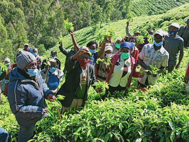 KTDA PUT ON NOTICE Petition by directors against tea sector reforms sparks uproar