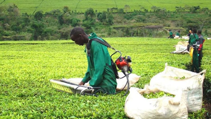 Regulator seeks to join case against new tea law