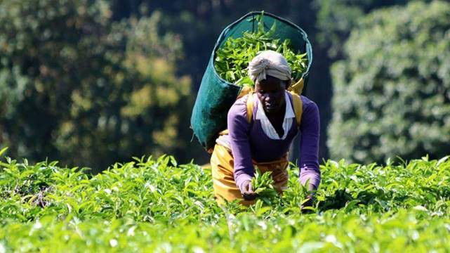 Limuru Tea issues profit warning