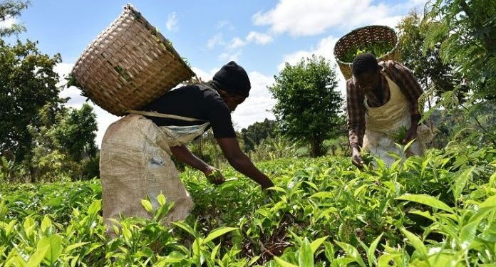 Despite Pandemic, Kenya’s Tea Export Earnings Jump 15% to KSh 130 Billion in 2020
