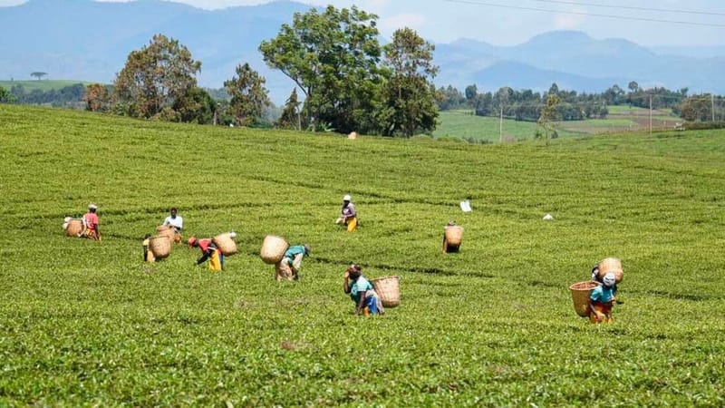 Nandi fails in bid to collect tax from tea picked by machines