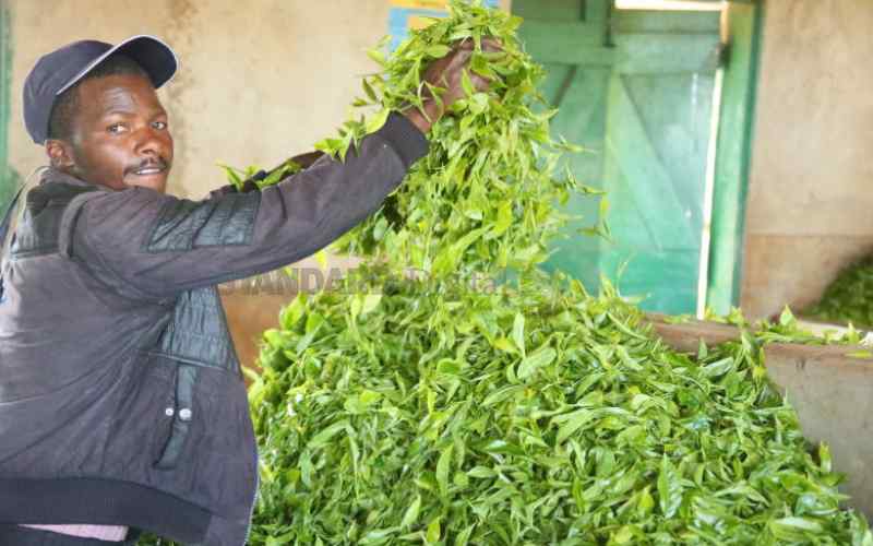 Farmers’ relief as KTDA boosts monthly yields