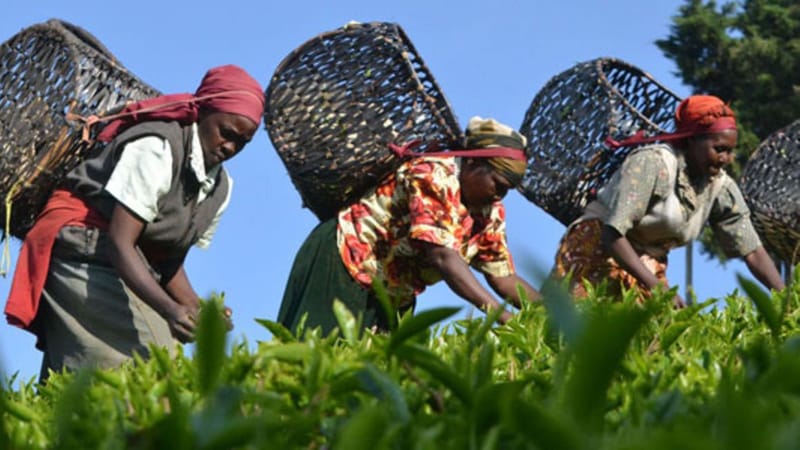 Uhuru orders probe into KTDA activities and tea factory elections