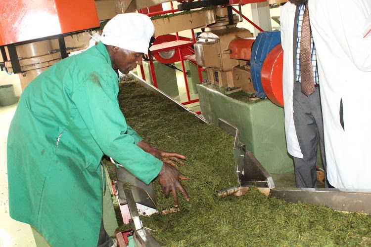 Munya issues timetable for the election of tea directors