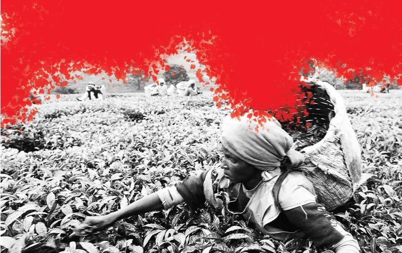 Blood on the Tea Leaves: Kenyan Workers Demand Reparations From Unilever
