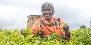 Tea industry in Kenya remains resilient to the challenges of Covid-19