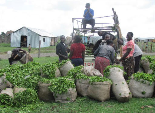 New tea factory directors still locked out of office