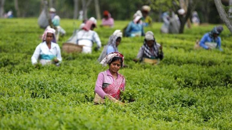 Bad weather, low output and high prices may spoil 2021 prospects for Indian tea industry