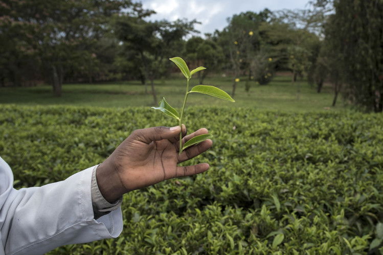 Storm brewing over governor’s deal to export tea directly to Iran