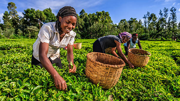 Tea Prices Set To Go Up Despite Low Production