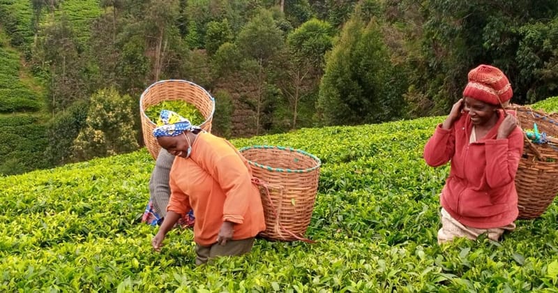 Tea Director Lauds Government For Setting Prices At Mombasa Auction