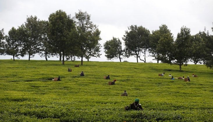 Kenya: Tea promotion strategy needed as prices languish