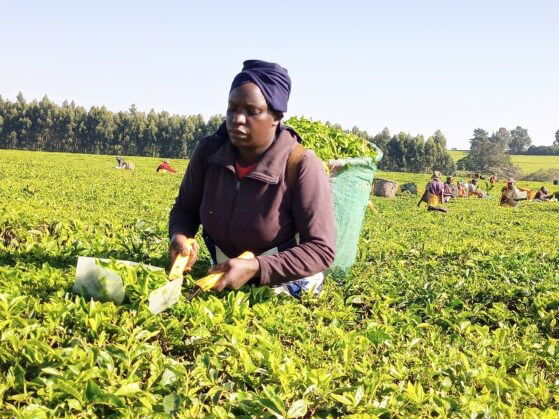 Kenya: Spirited fight by multinationals as climate change cuts tea volumes