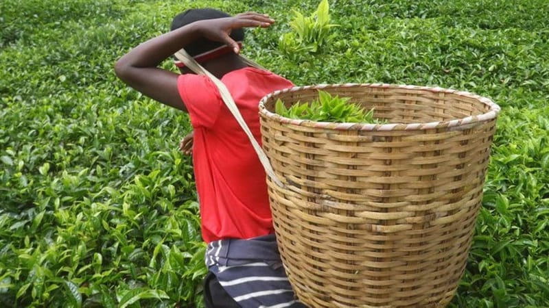 Mombasa tea auction prices rising after reserve price rule