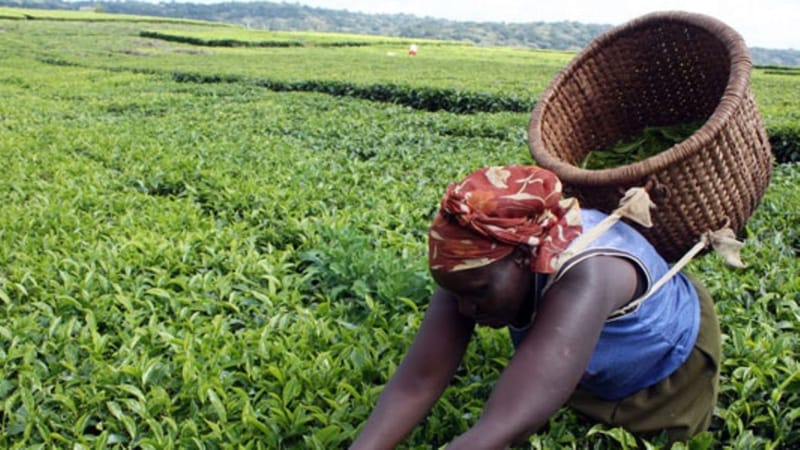 The challenge of taxing tea plantations