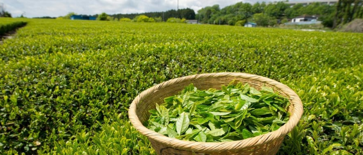 Startups Changing the Tea Industry and Wage Gaps