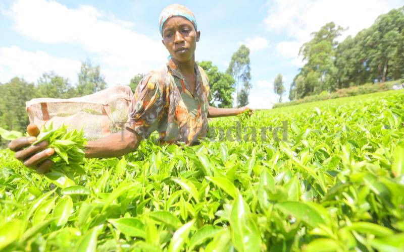Tea farmers now uproot crop due to poor returns, corrupt officials
