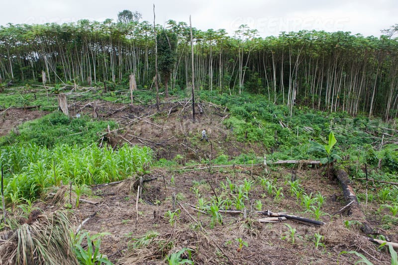 How Widespread Deforestation In Africa Risks Our Climate Future