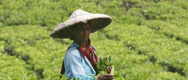 7% rise in India’s tea export earnings in H1