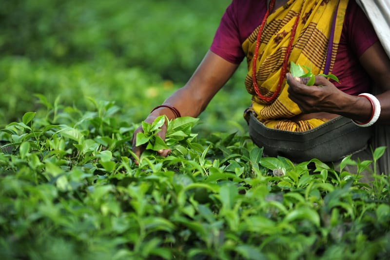 Indian Tea Exports to Recover as Kenya Sets  Minimum Reserve Price