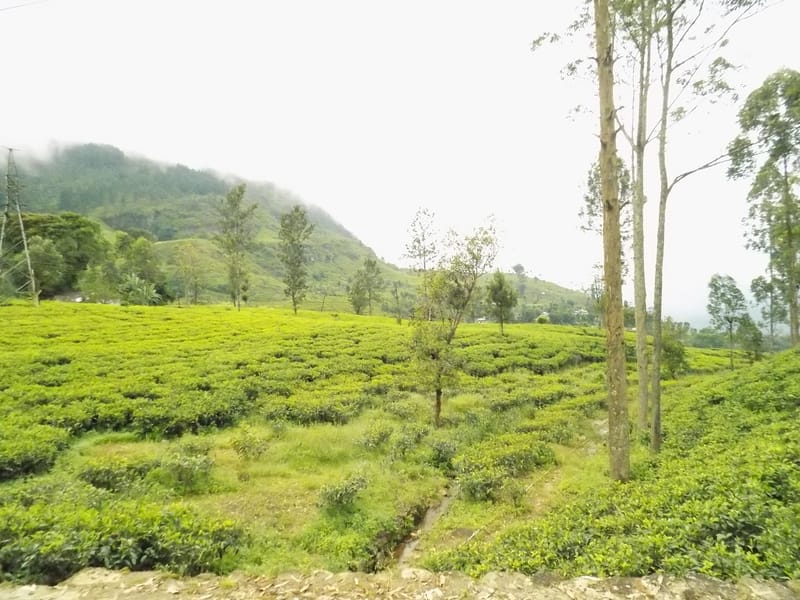 Sri Lanka's takes U-turn in its Organic Farming Drive: A Warning for Developing Nations