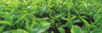 Global tea output rises 11%; Indian production up 15%